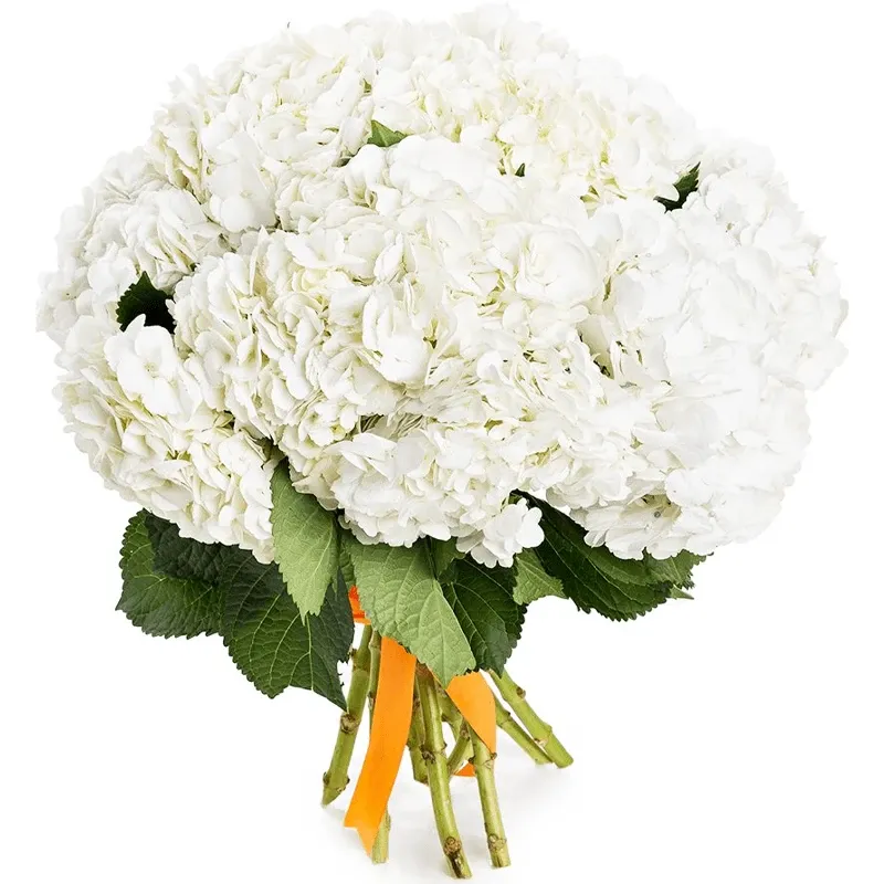 Гортензия белая